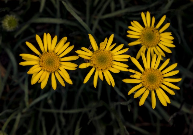 Erigeon lineararis 18-9370.jpg